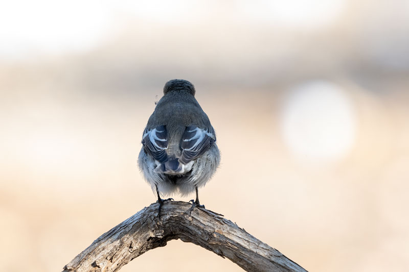 Pajaro dando la espalda, enfadado