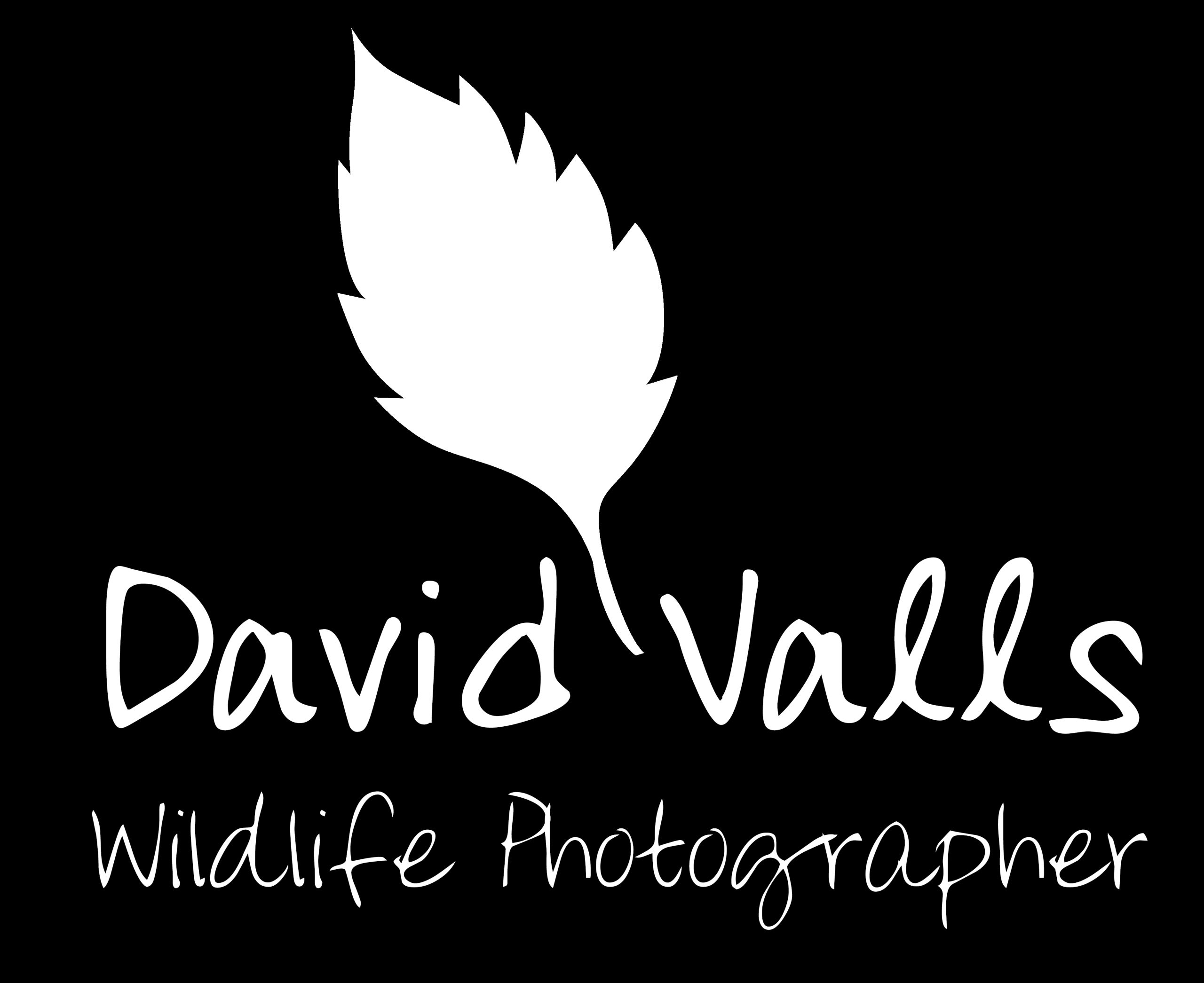 davidvalls wildlife photographer