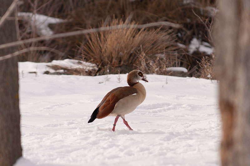 Mejor Época para Fotografiar Fauna en España