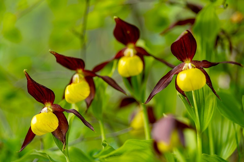 Orquideas | Cypripedium Calceolus