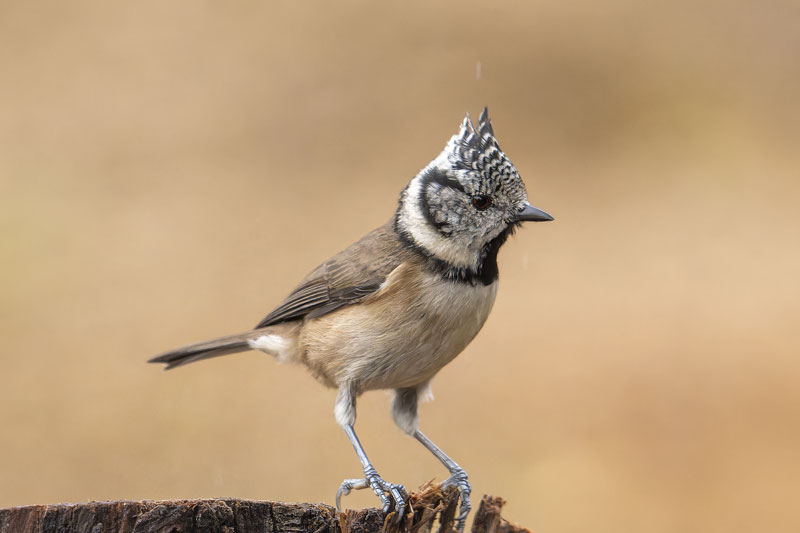 Fotos de Campo – Varias especies