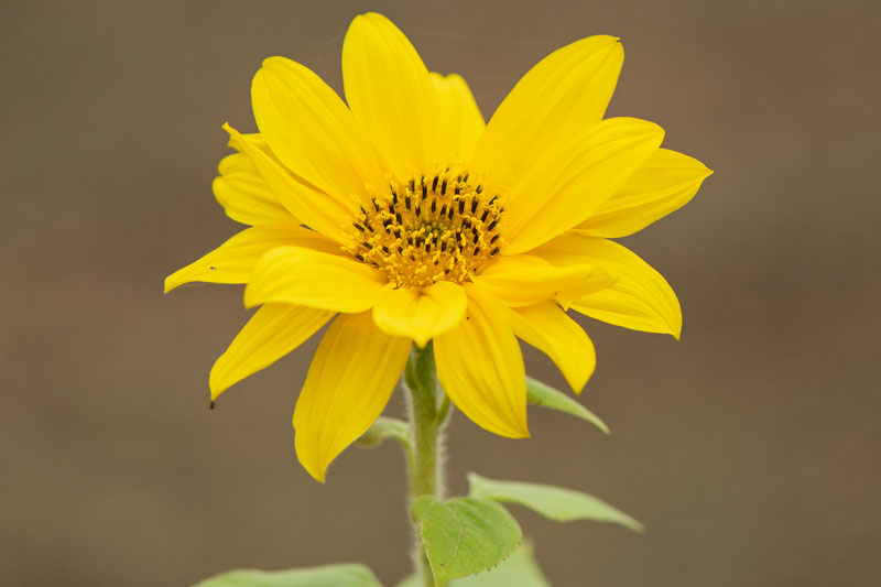 Fotografia Atemporal – Girasol en Noviembre