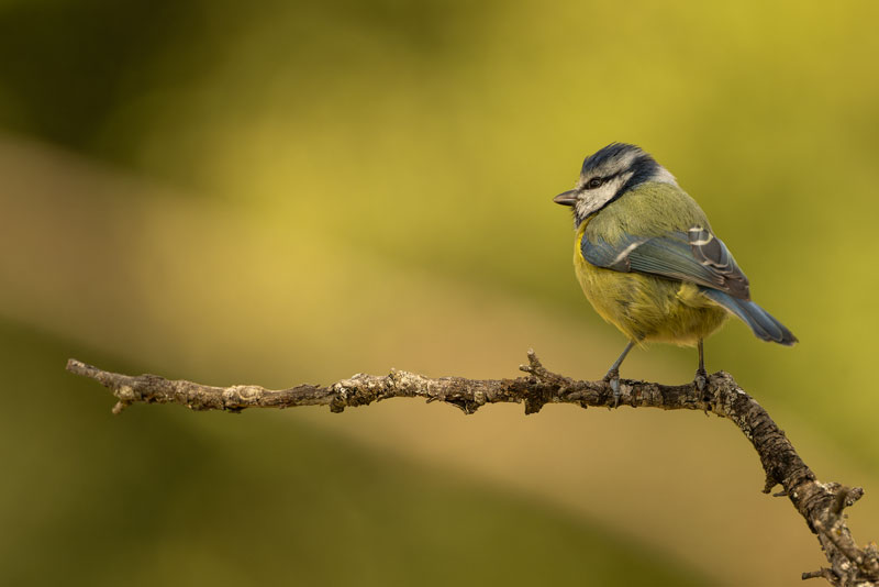 Técnicas de camuflaje para fotografiar fauna salvaje